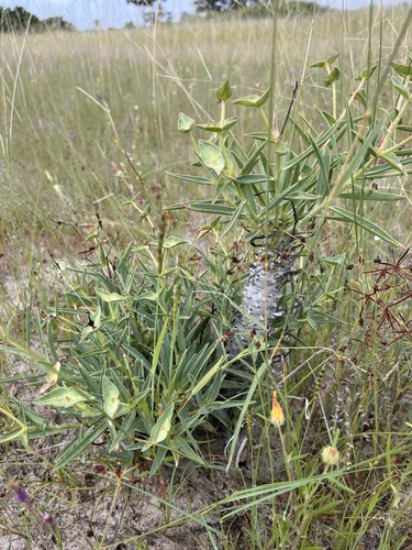Euphorbia monteiroi