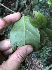 Mallotus claoxyloides