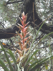 Tillandsia cossonii