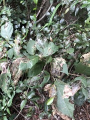 Mallotus claoxyloides