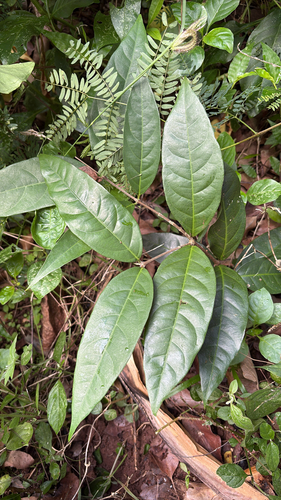 Hiptage benghalensis observed 2026-02-28