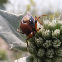 Macrosiagon bimaculata