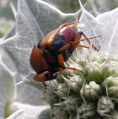 Macrosiagon bimaculata