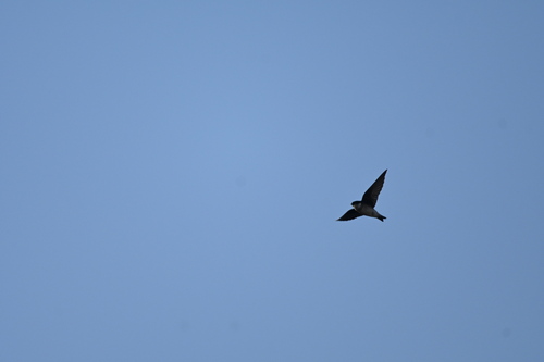 Asian House Martin (Delichon dasypus), photo 6