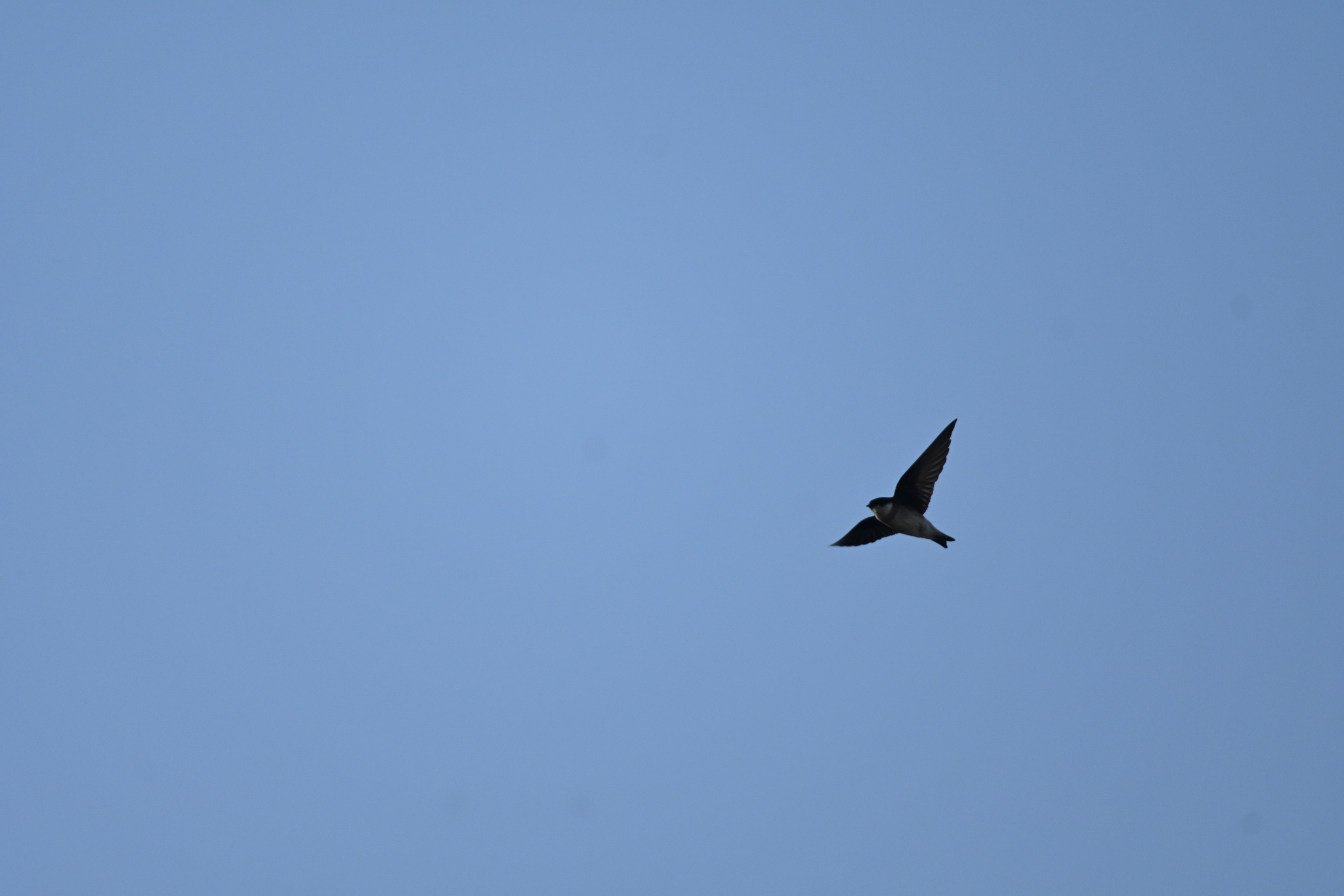 Asian House Martin (Delichon dasypus), photo 8