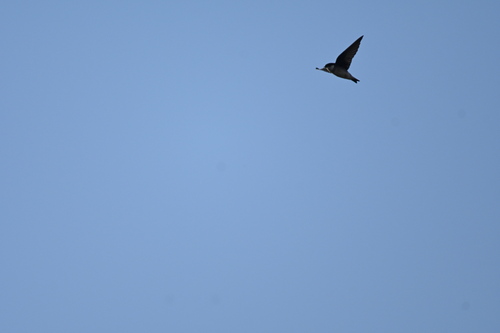 Asian House Martin (Delichon dasypus), photo 5