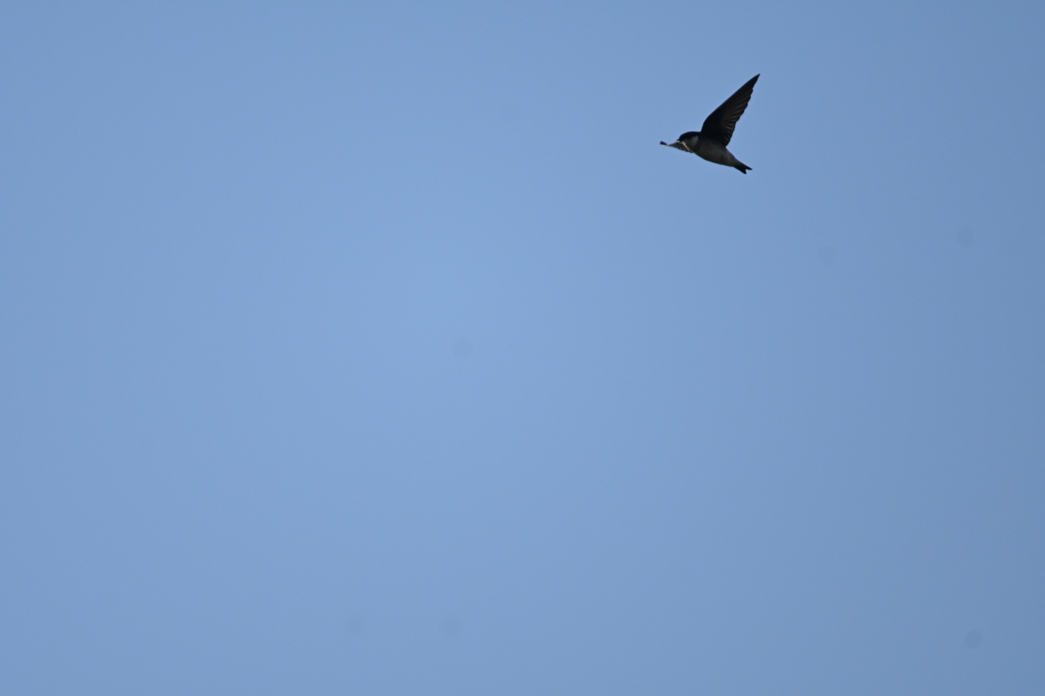 Asian House Martin (Delichon dasypus), photo 7