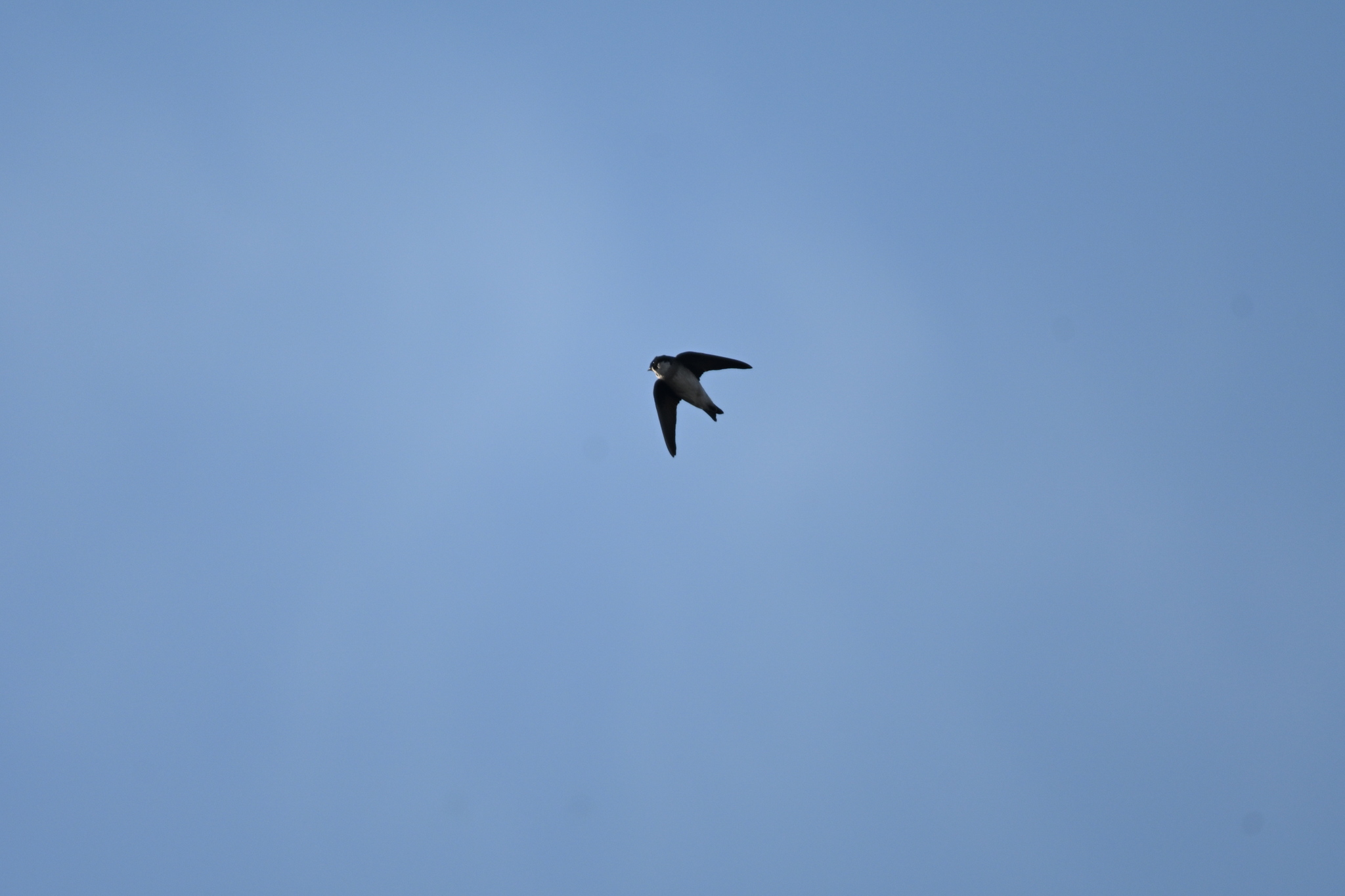 Asian House Martin (Delichon dasypus), photo 9