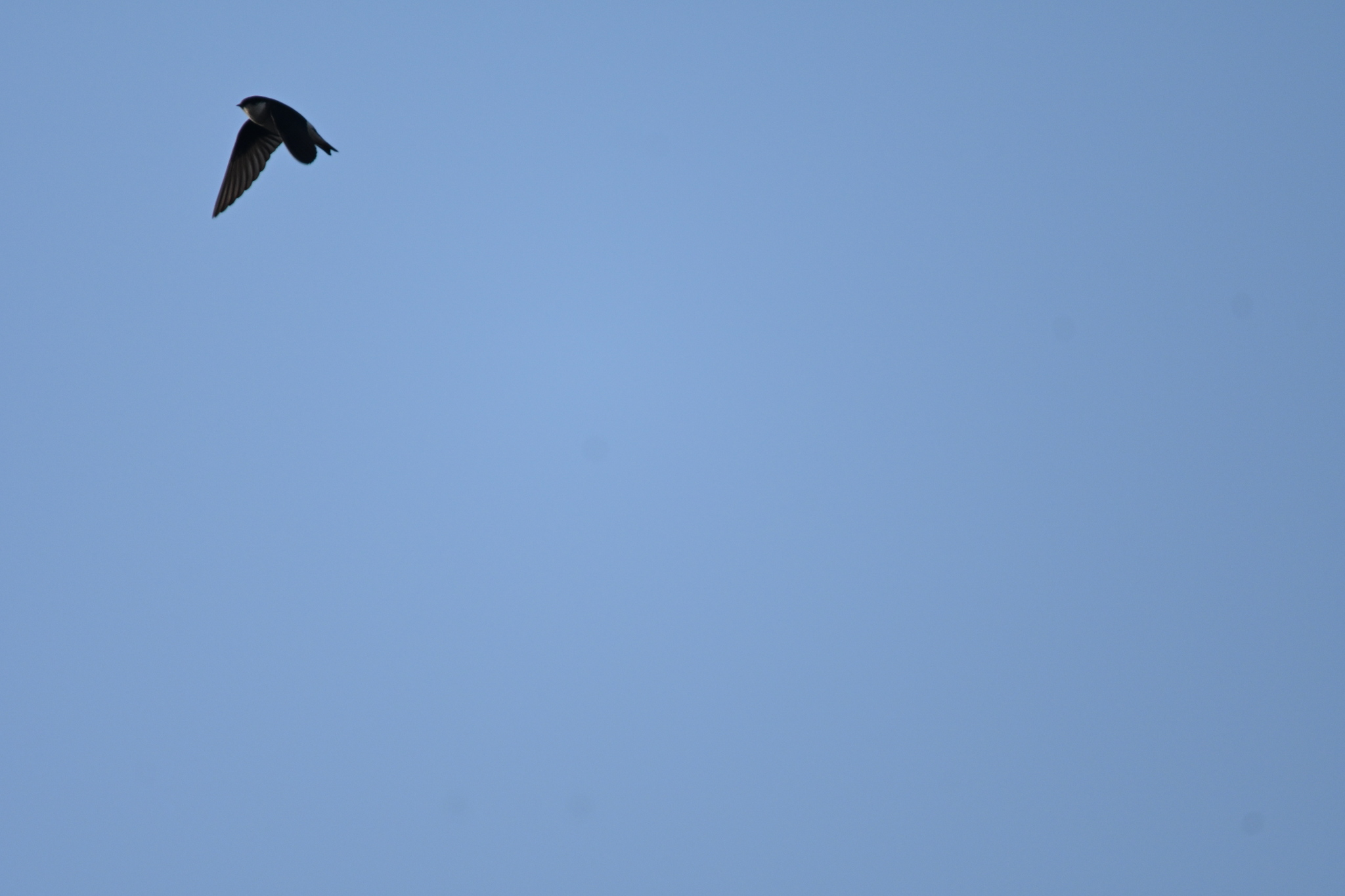 Asian House Martin (Delichon dasypus), photo 10