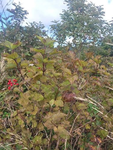 Smooth-Cranberrybush Viburnum (Viburnum sargentii)