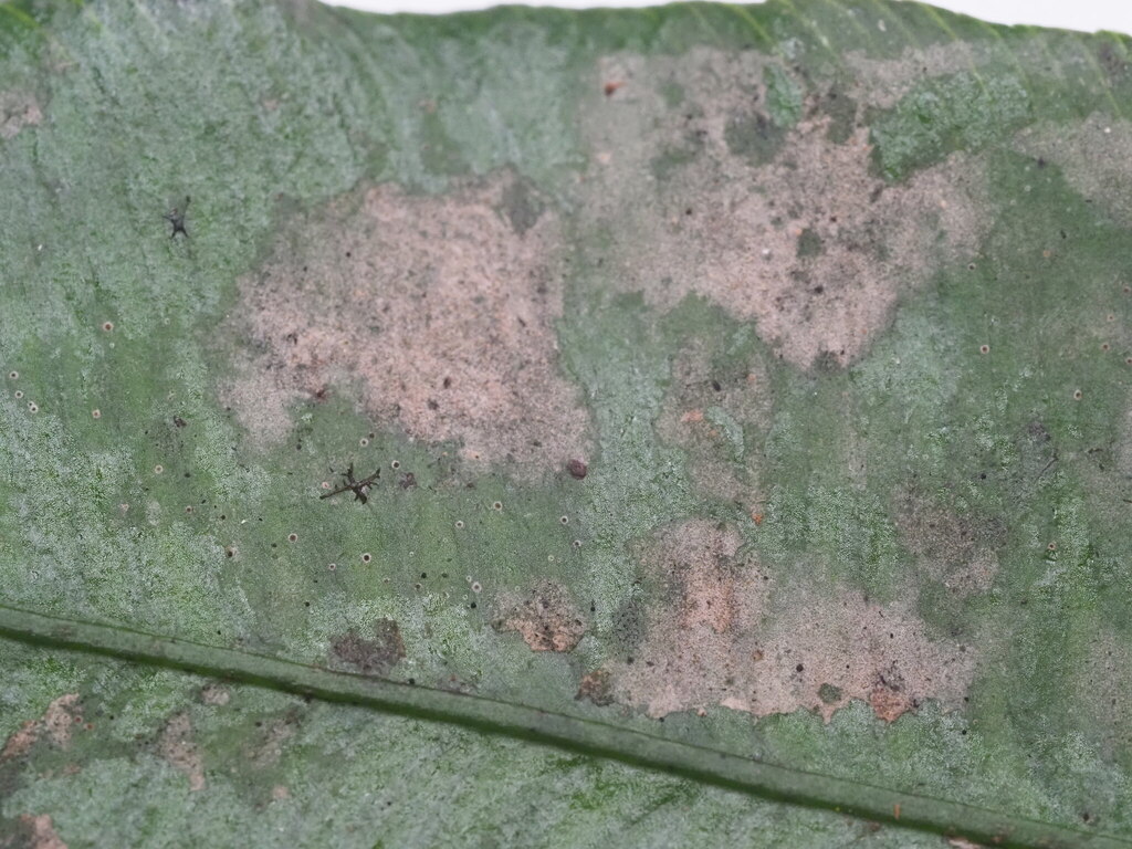 Byssolecania