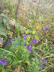 Aconitum jaluense, photograph Dmitriy Bochkov, CC BY, iNaturalist via GBIF