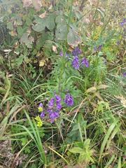 Aconitum jaluense, photograph Dmitriy Bochkov, CC BY, iNaturalist via GBIF