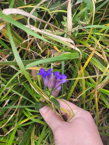 Gentiana scabra, photograph 2