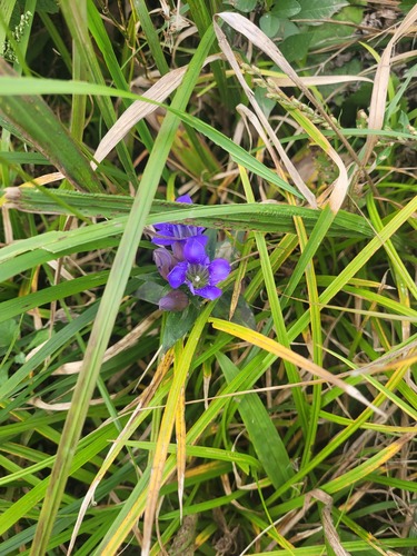 The Japanese Gentian (Gentiana scabra)