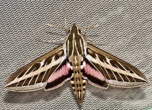 White-lined Hawk-moth
