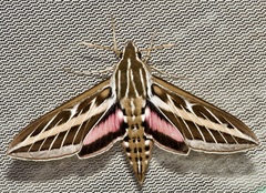 White-lined Sphinx