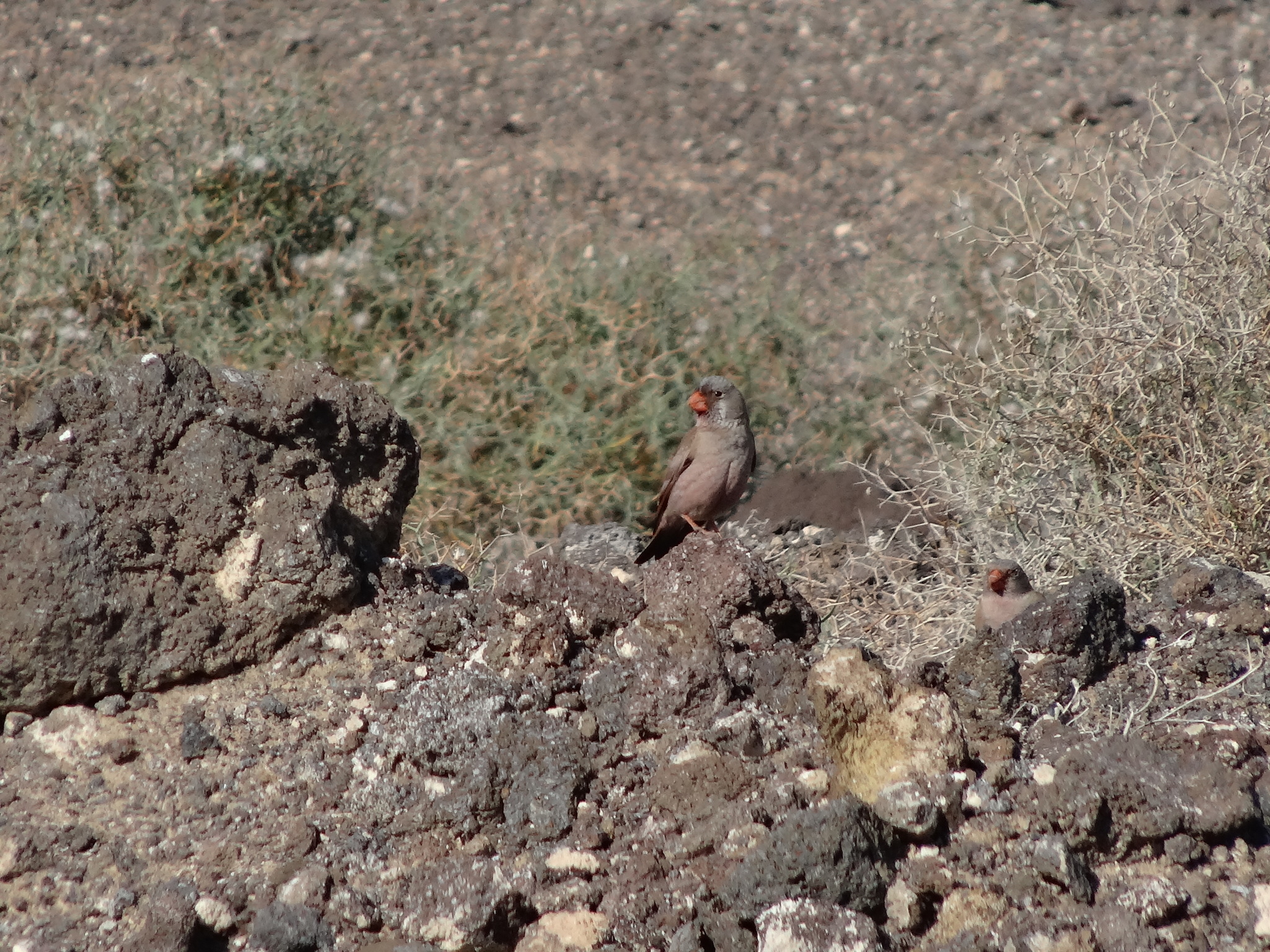 Trumpeter Finch