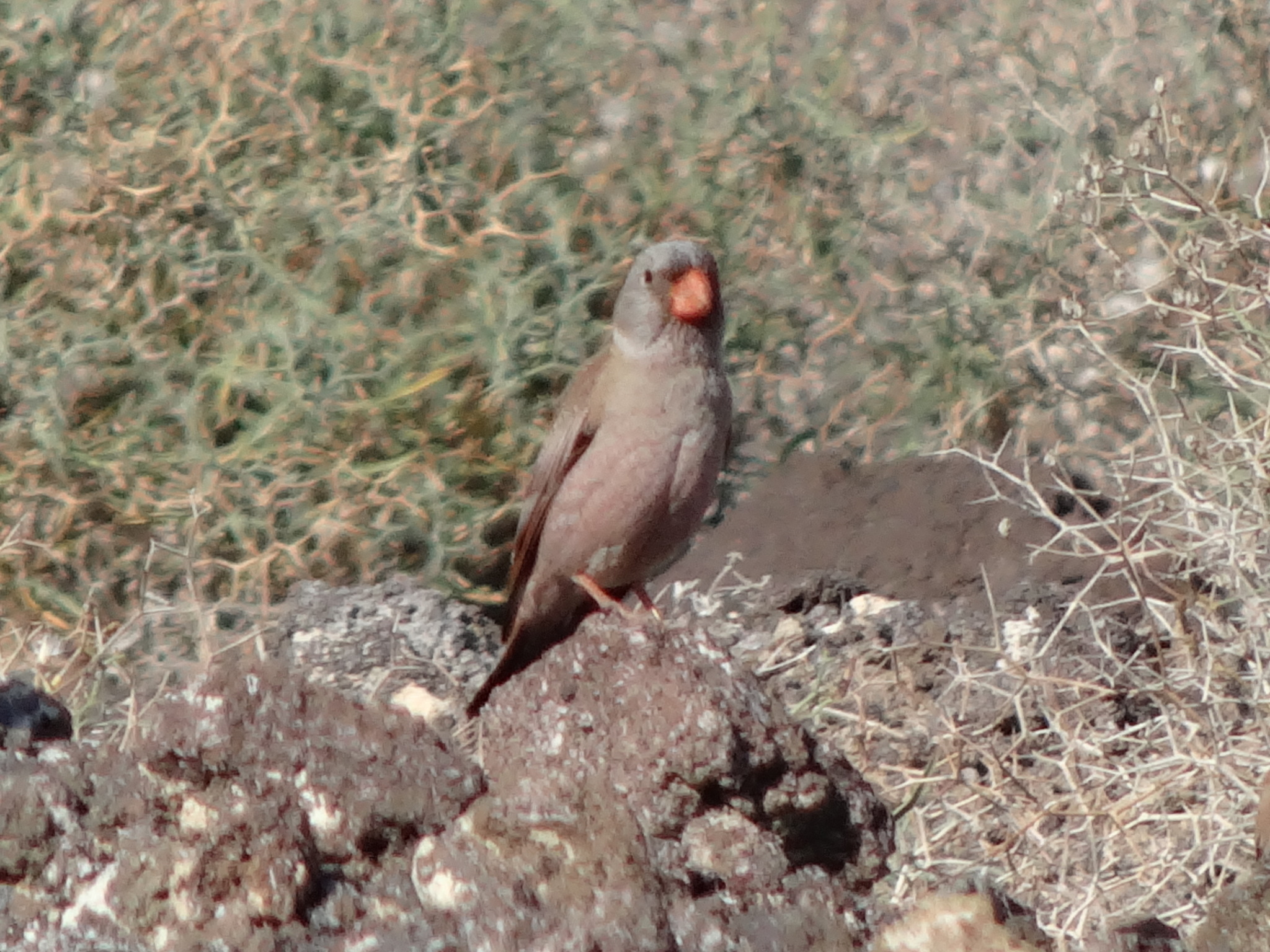 Trumpeter Finch
