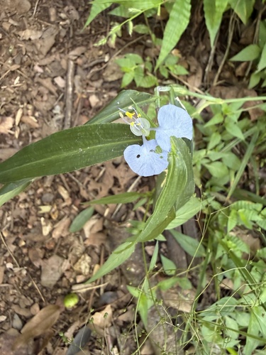 whitemouth dayflower