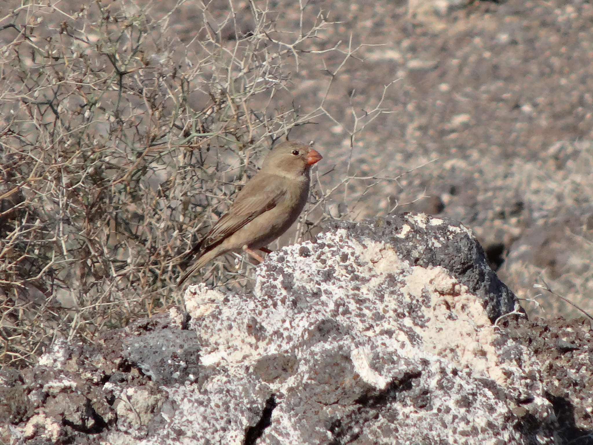 Trumpeter Finch