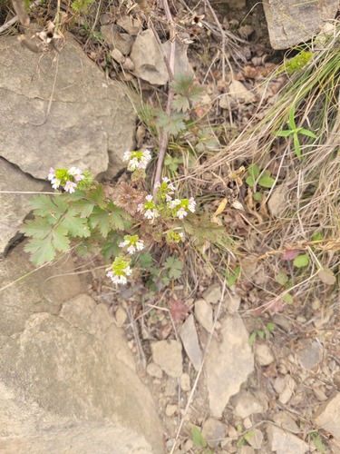 Maksimovich's eyebright (Euphrasia maximowiczii)
