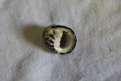 Nerita chamaeleon
