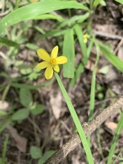 Tricoryne anceps