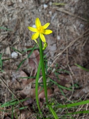 Tricoryne anceps