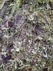 Cladonia