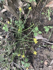 Tricoryne anceps