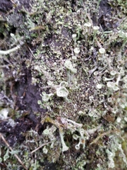 Cladonia