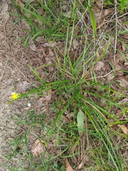 Tricoryne anceps