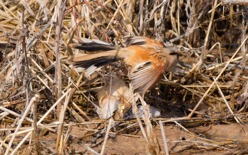 Reed Parrotbill