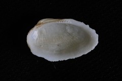 Barbatia