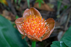 Scadoxus membranaceus