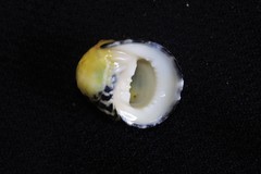 Nerita chamaeleon