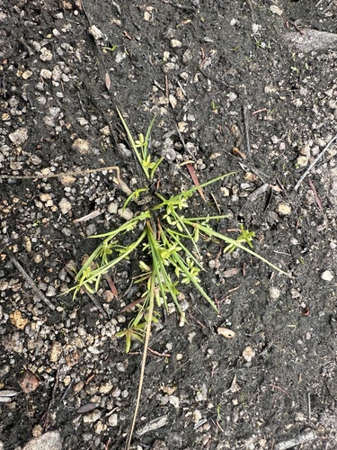Cyperus flaccidus iNat (2)