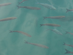 Trachinotus ovatus