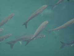 Trachinotus ovatus