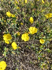 Cistus calycinus