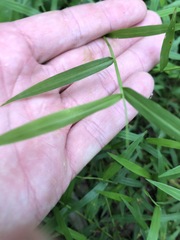 Ottochloa