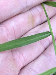 Ottochloa