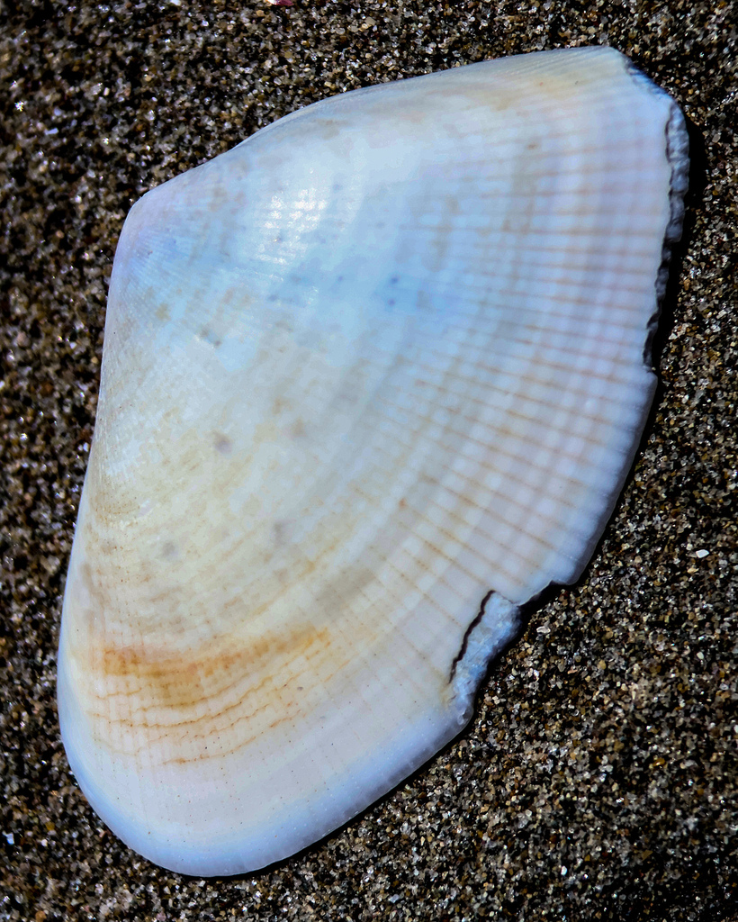 Donax caelatus