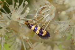 Micropterix