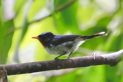 Myiagra castaneigularis
