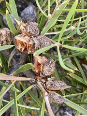 Hakea corymbosa