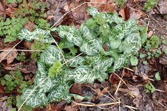Arum italicum italicum