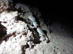 Stenodactylus mauritanicus