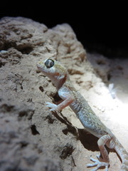 Stenodactylus mauritanicus